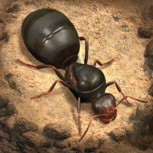 The Ants: Underground Kingdom — 100 Ant Coins